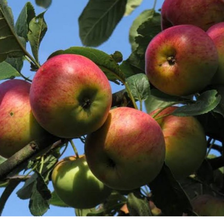 पूर्वोत्तर में सेब की पैदावार को बढ़ावा देने पर जोर