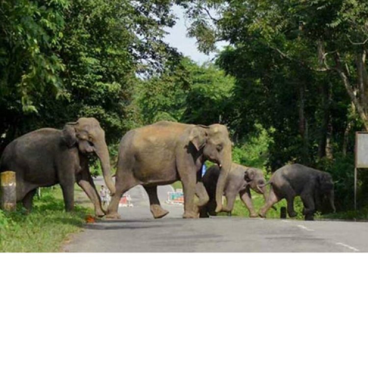 वन्य जीव संरक्षण विधेयक: संसदीय समिति ने हाथियों की बिक्री व खरीद को लेकर आगाह किया