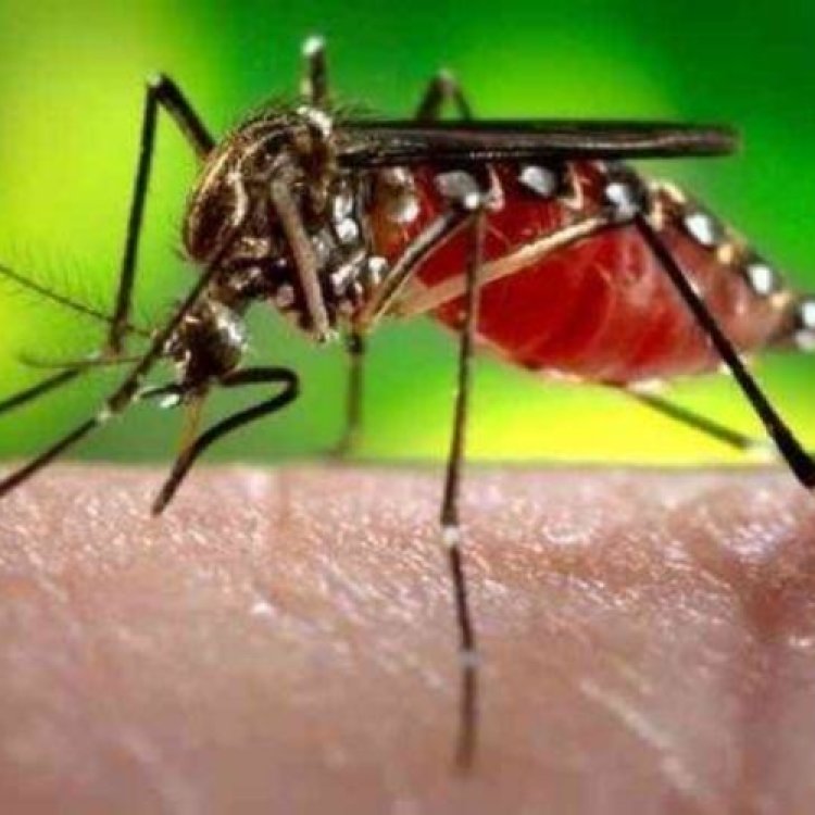 डेंगू के मामले बीते साल के मुकाबले करीब दो गुना बढ़े