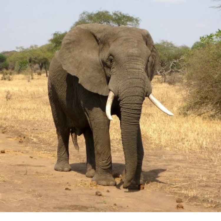 हाथी पर गोली चलाने के आरोप में खेत का मालिक गिरफ्तार