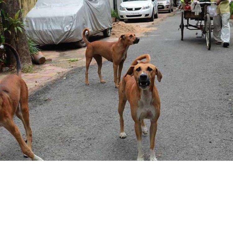 बिहार के मुजफ्फरपुर में 24 घंटे में कुत्तों के काटने के 150 मामले