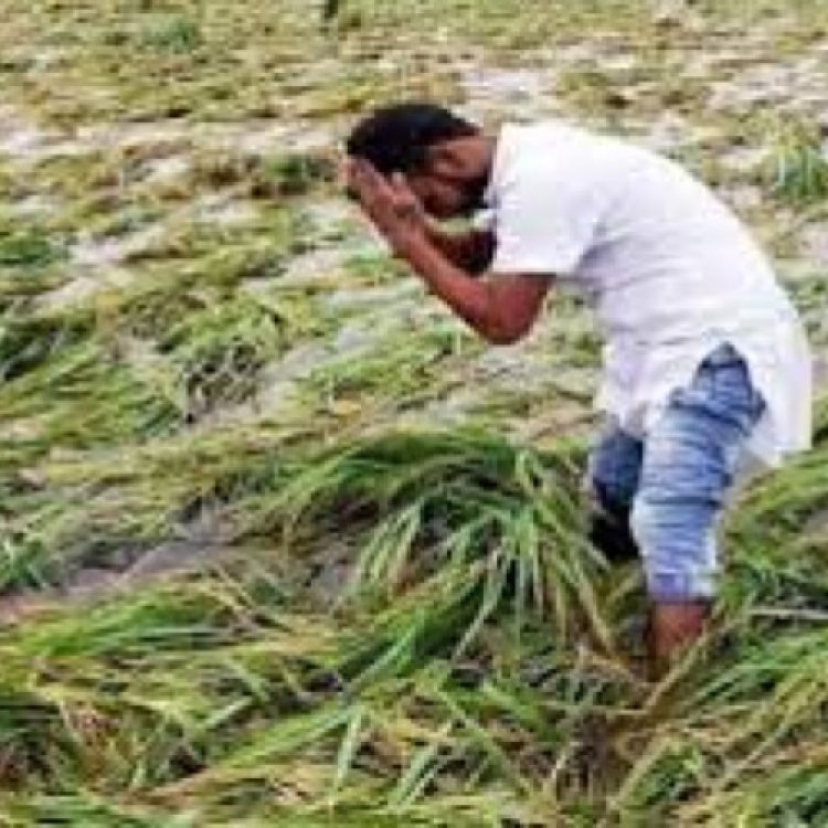 शिंदे ने बेमौसम बारिश से प्रभावित किसानों की मदद करने का दिया आश्वासन
